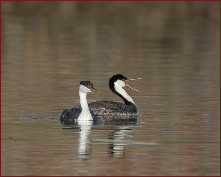 western grebe