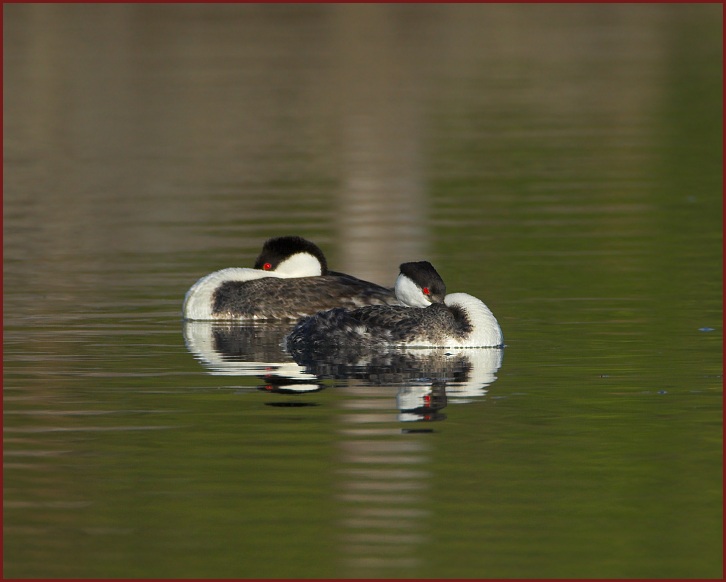 western grebe