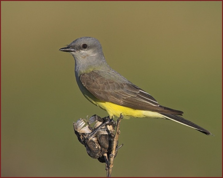 Western Kingbird