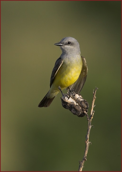 Western Kingbird