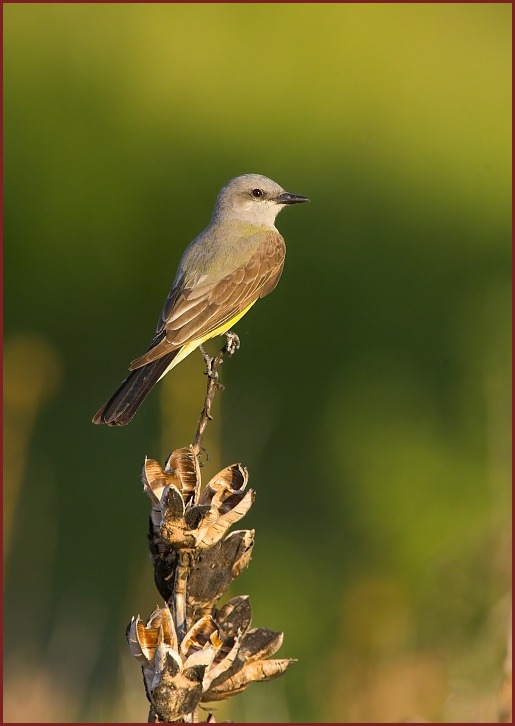 Western Kingbird