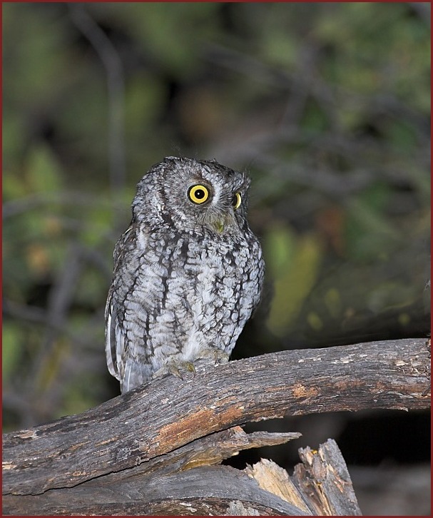 whiskered screech-owl