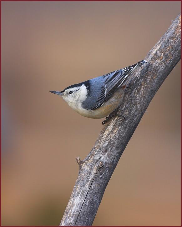 white-breasted nuthatch