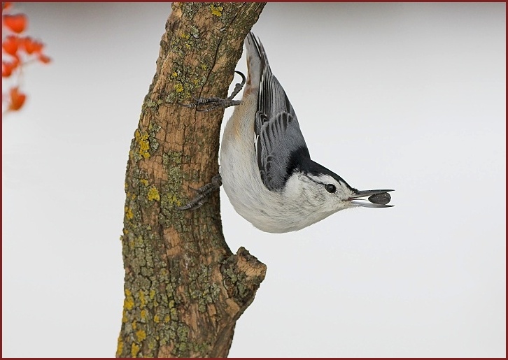 white-breasted nuthatch