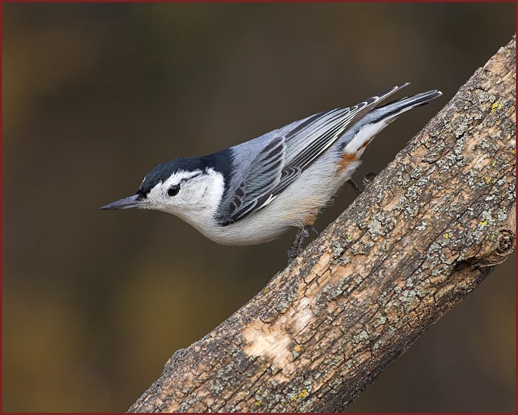 white-breasted nuthatch