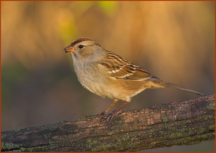 white-crowned sparrow