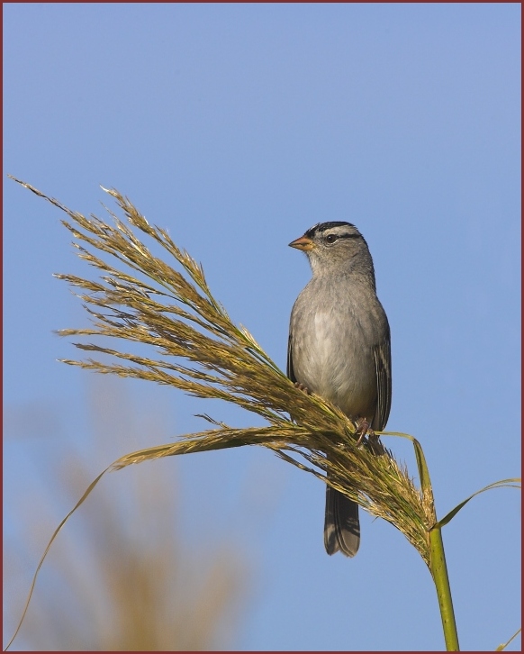 white-crowned sparrow