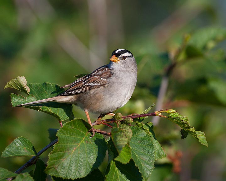 white-crowned sparrow