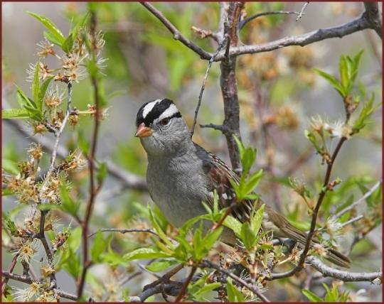 white-crowned sparrow