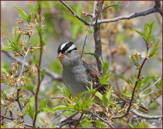 white-crowned sparrow