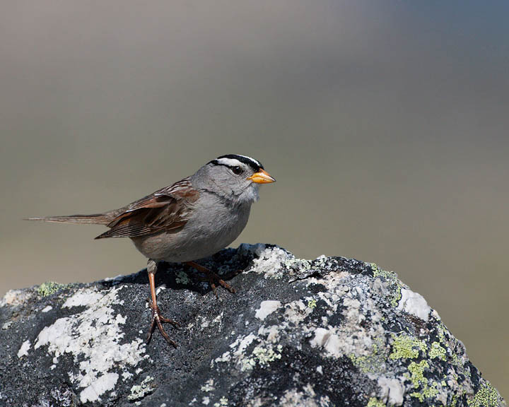 white-crowned sparrow