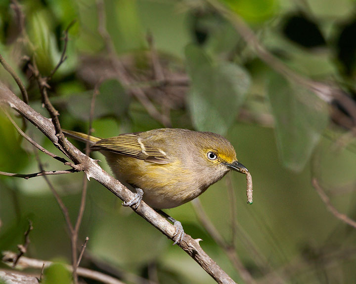 white-eyed-vireo