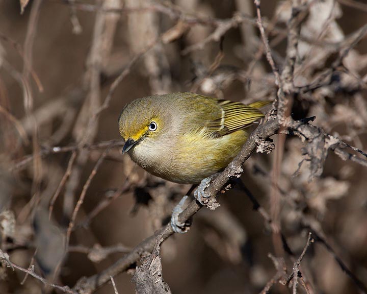 white-eyed-vireo