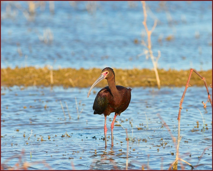 white-faced ibis