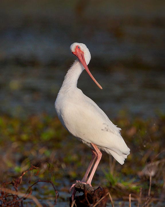 White Ibis