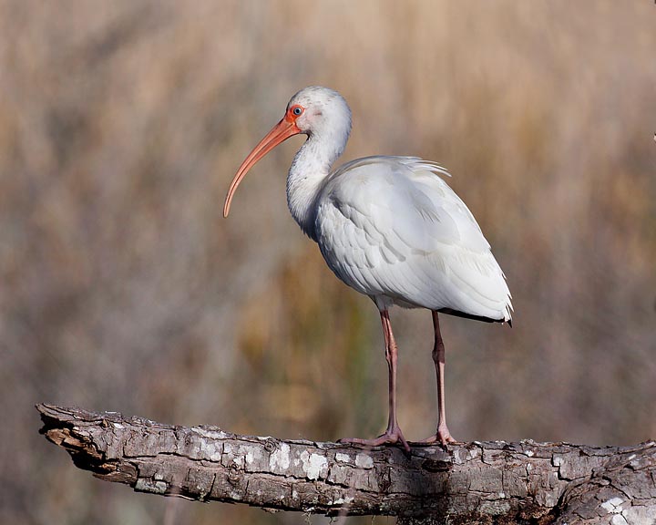 White Ibis