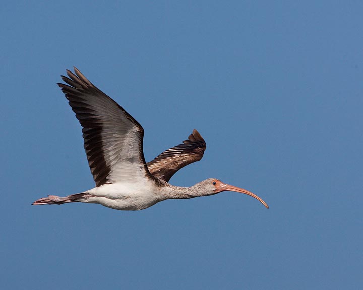 White Ibis