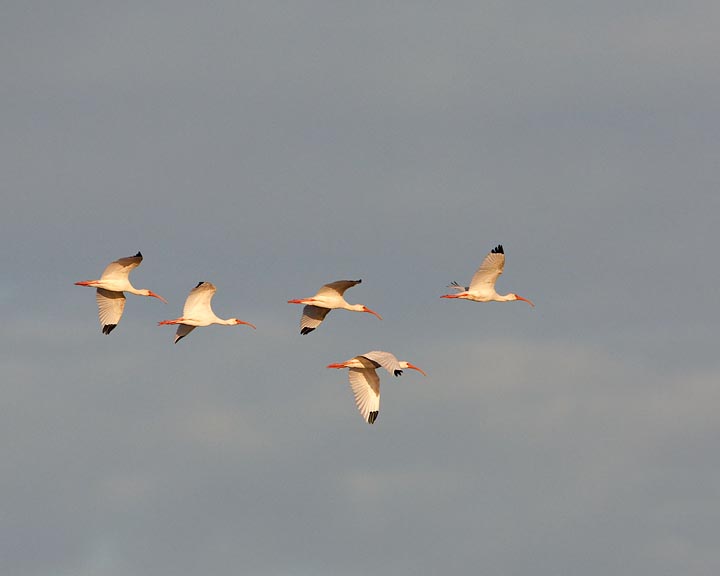 White Ibis