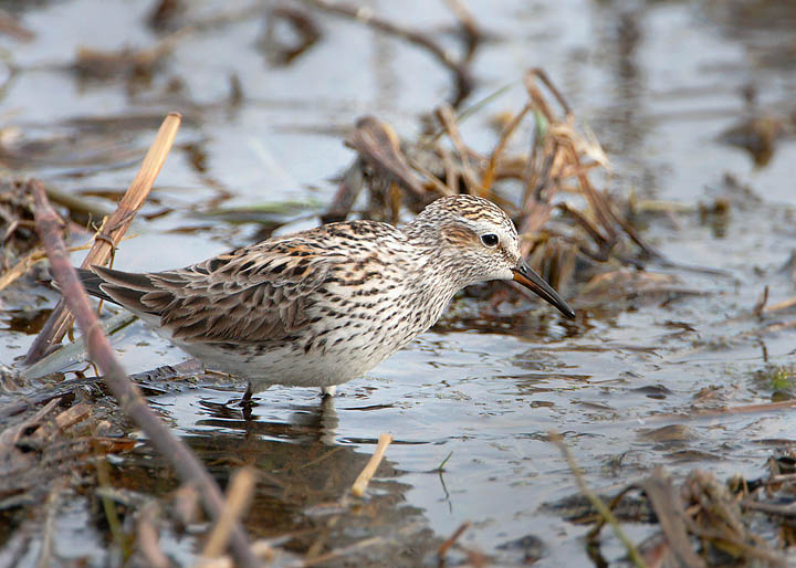 white-rumped sandpiper