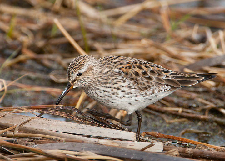 white-rumped sandpiper