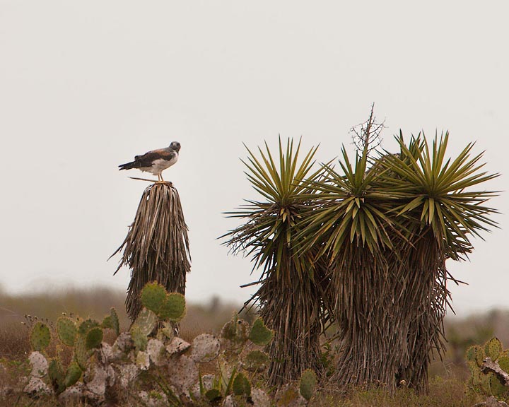 white-tailed hawk