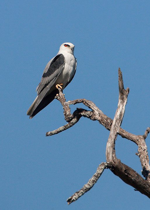 White-tailed Kite