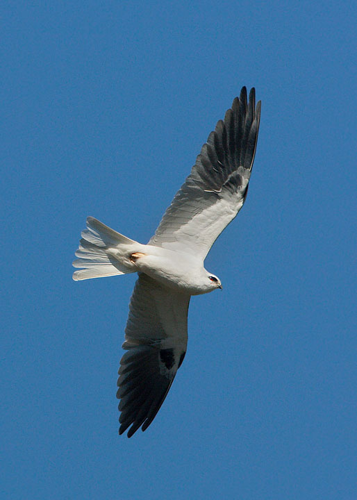 White-tailed Kite