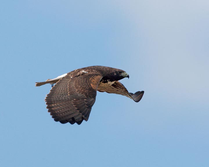 white-tailed hawk