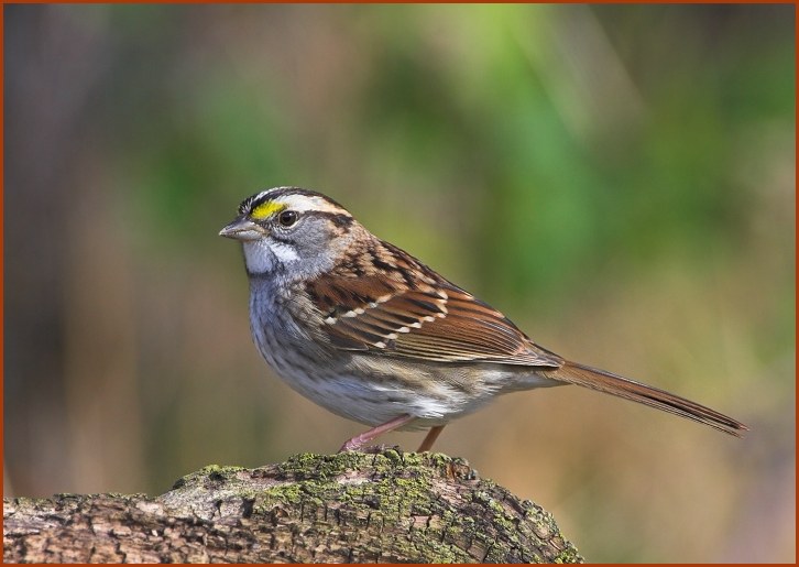 white-throated sparrow