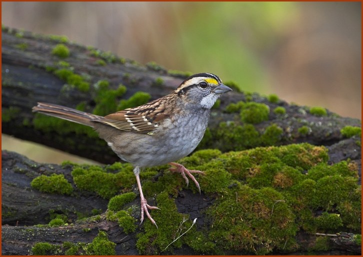 white-throated sparrow