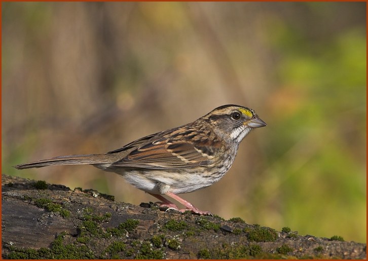 white-throated sparrow