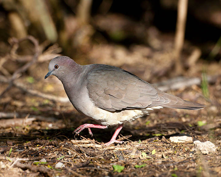 white-tipped dove