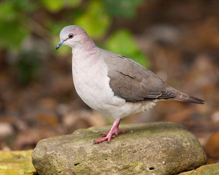 white-tipped dove