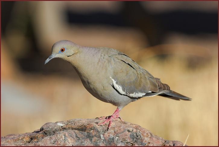 white-winged dove