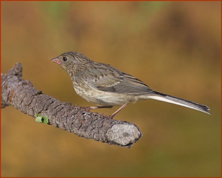 white-winged junco