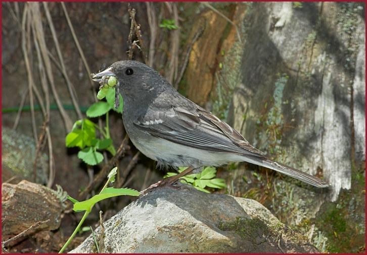 white-winged junco