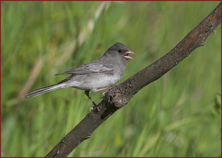 white-winged junco