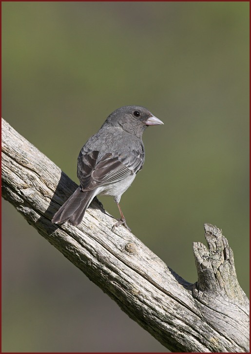 white-winged junco