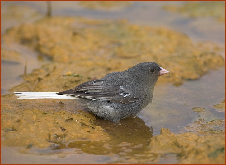 white-winged junco