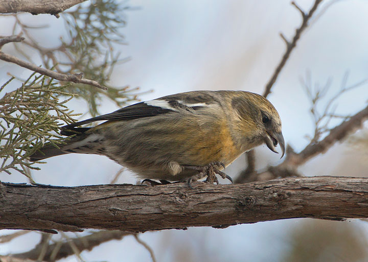 white-winged crossbill