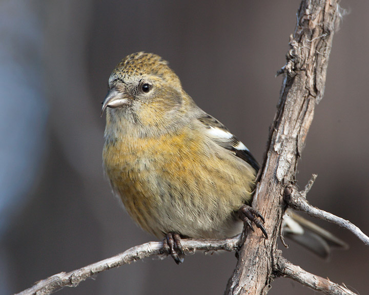 white-winged crossbill