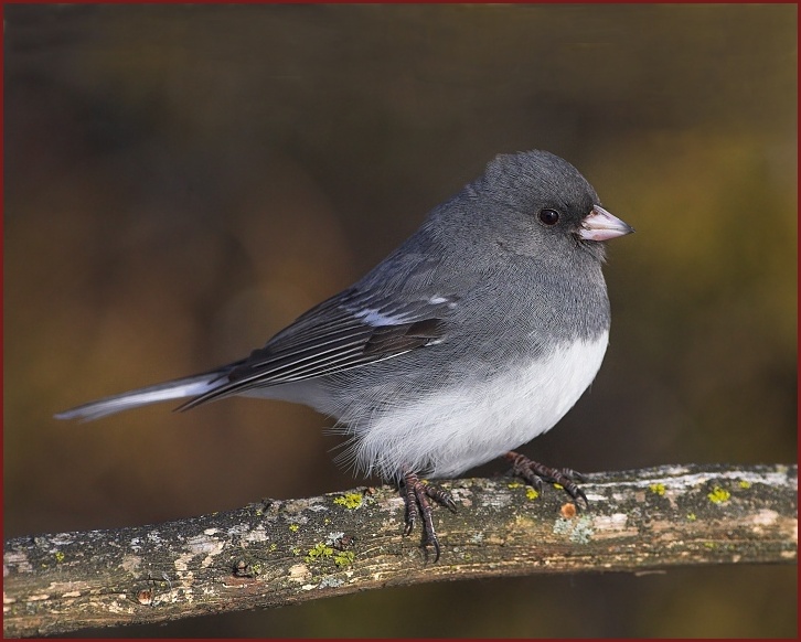 white-winged junco