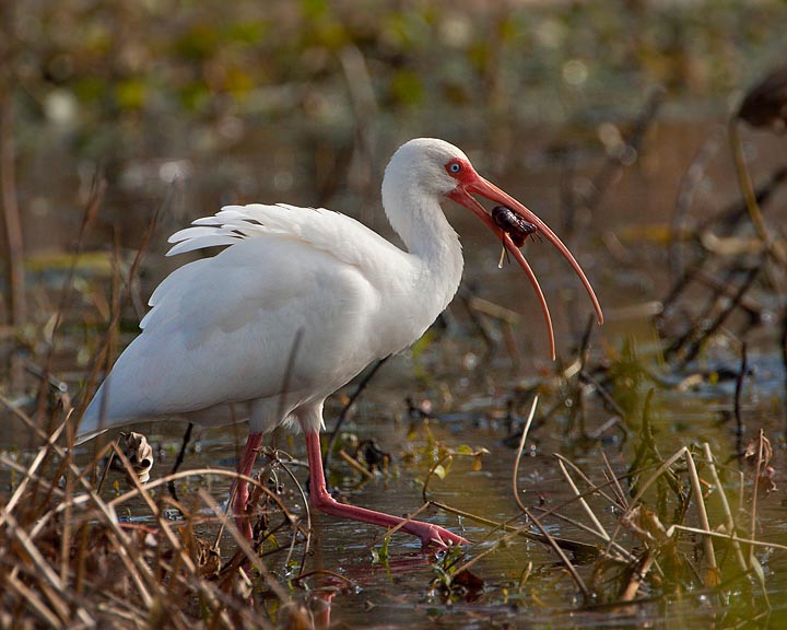 White Ibis