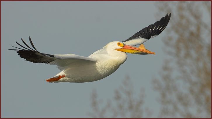 American white pelican