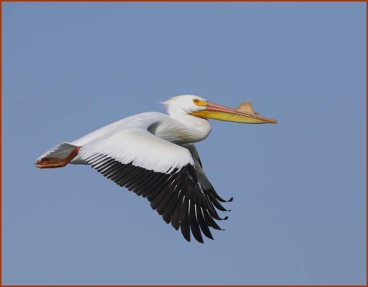 American White Pelican