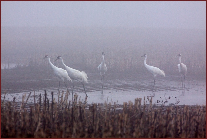 whooping crane