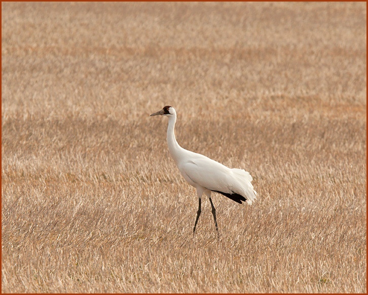 whooping crane