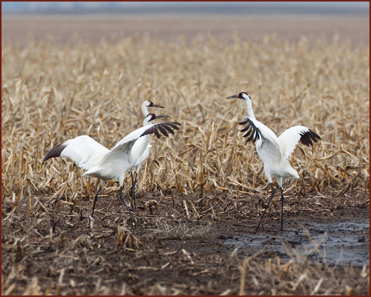 whooping cranes