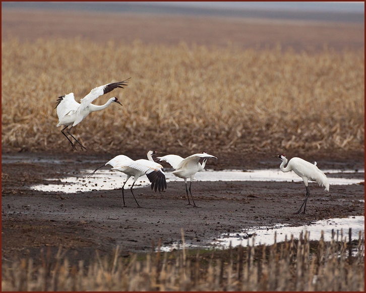 whooping crane