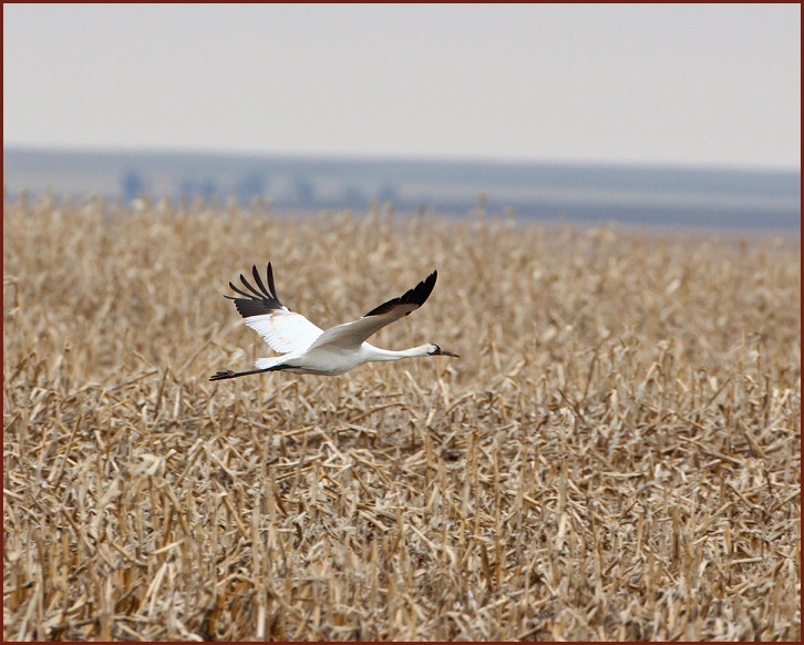 whooping crane